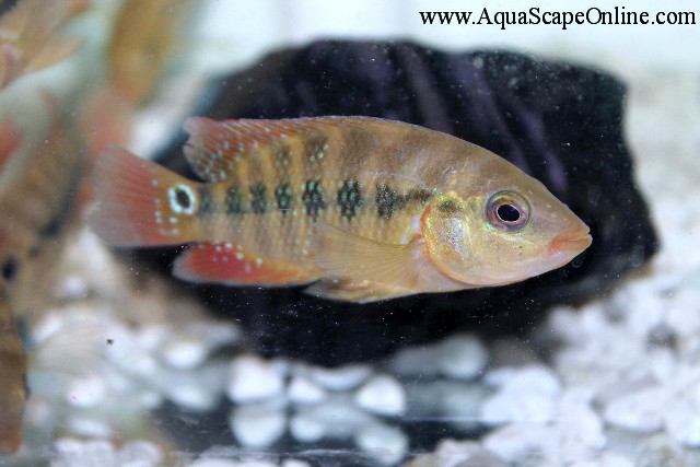 Festae cichlid care best sale