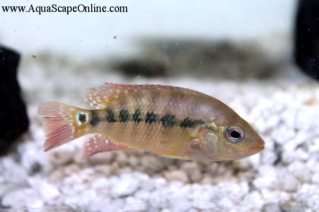 Festae best sale cichlid care