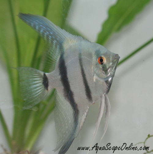 Blue Angel Fish 2u0026quot;3u0026quot; New Color  Product View