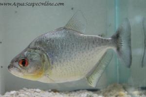 Blue Diamond Piranha 3"-4" (Serrasalmus Rhombues)