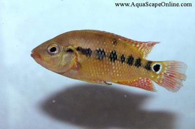 Red Terror Cichlid 8" (Wild)(Amphilophus festae )