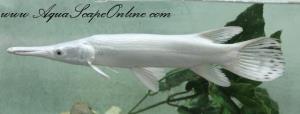 Platinum Alligator Gar 9"-10"