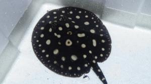 Black Diamond Stingray 7" Female