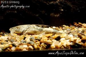 Goonch Catfish 5"-6"  (bagarius yarrelli)