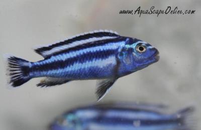 electric blue johanni cichlid female