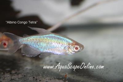 Albino Congo Tetra 1"-1.5" (Phenacogrammus interruptus)