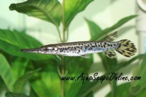Alligator Gar 3"-4" (Atractosteus Spatula)