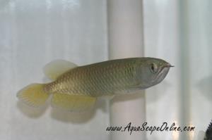 Jardini Arowana 5"-6" (Scleropages Jardini)