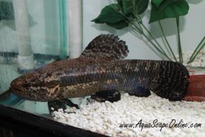 Black Wolf Fish 3" (hoplias curupira)