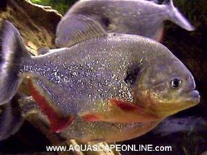 Caribe Piranha 3"-4" (pygocentrus notatus)