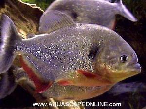 Caribe Piranha 3" (pygocentrus notatus)