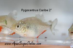 Caribe Piranha 2.5" (pygocentrus notatus)