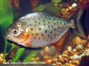 Red Belly piranha 3"-4" (Pygocentrus Nattereri)