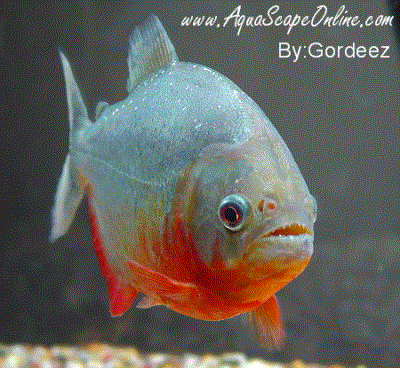 red belly piranha fish tank