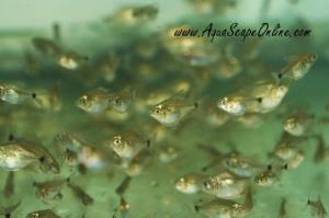 Red Belly piranha 1" Wild from Peru (Pygocentrus Nattereri)