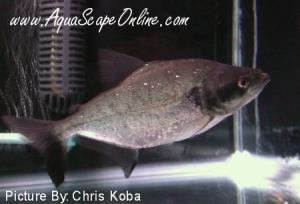 Elongatus black mask 4"-5" (Serrasalmus Elongatus)