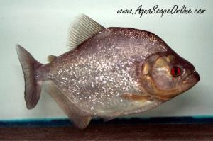 Black Diamond Piranha 9" (Serrasalmus Rombeus)