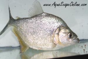 Gold Diamond Piranha 3"-4" (Serrasalmus Rombeus)