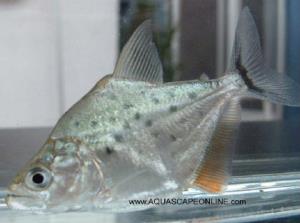 Baby Black Piranha Peru 2.5" (Serrasalmus Rhombeus)