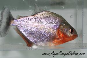 Purple Spilo 5"-6" (Serrasamlus Sanchezi)