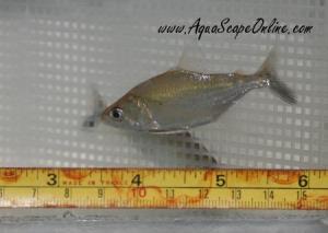 Elongatus Piranha 1" (Serrasalmus Elongatus)