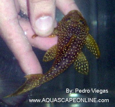 Flat head Gold Nugget Pleco L-17