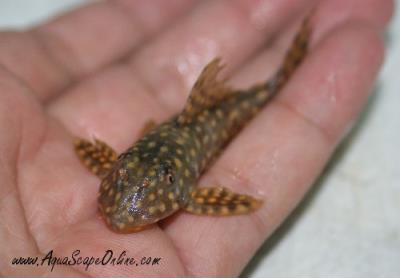 L-48 Gold Spot Pleco 2.5"-3" (Scobinancistrus sp.)