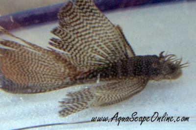 Long Fin Pleco 3"-4"