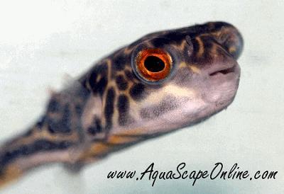 Mbu Puffer 8"-9" (Tetraodon mbu)