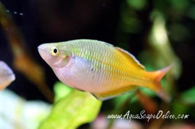 Boesemani Rainbow Fish 3" (Melanotaenia Boesemani)