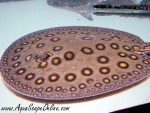 Flower Motoro Stingray Male 8" (Potomotygon Motoro)