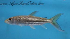 African Tiger Fish 5"-6" (Hydrocynus Vittatus)