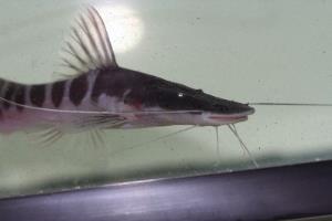 Tigrinus Catfish 4" (Merodontotus Tigrinus)